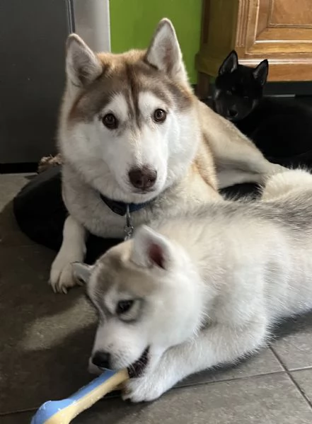 Cucciolo Siberian Husky con pedigree 