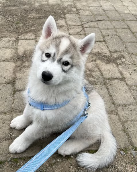 Cucciolo Siberian Husky con pedigree  | Foto 2