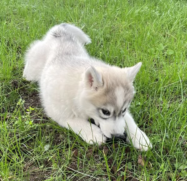 Cucciolo Siberian Husky con pedigree  | Foto 1