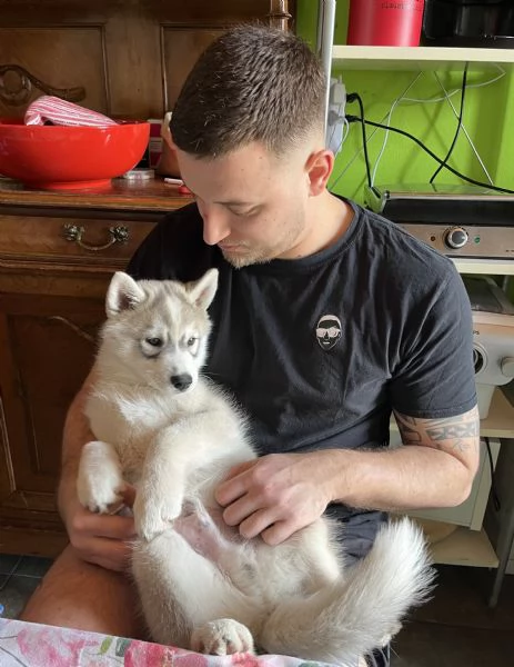 Cucciolo Siberian Husky con pedigree  | Foto 0
