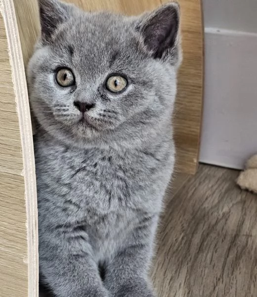 Cuccioli di british shorthair 