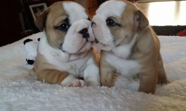 Dolci cuccioli di Bulldog inglese in vendita | Foto 0