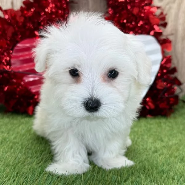 Cuccioli di Maltese