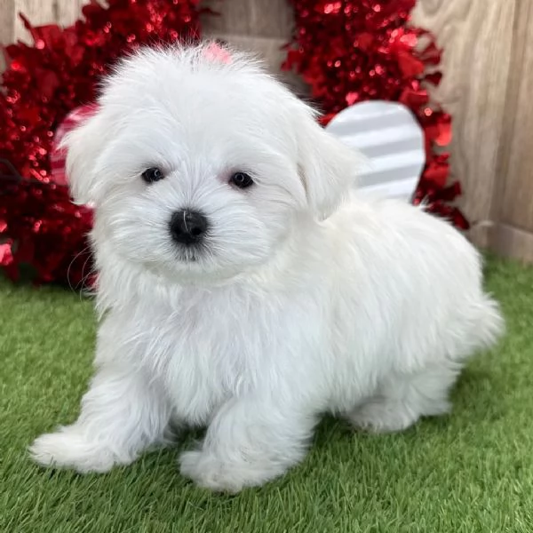 Cuccioli di Maltese | Foto 0