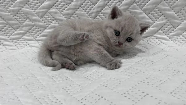 Cuccioli di british shorthair  | Foto 0