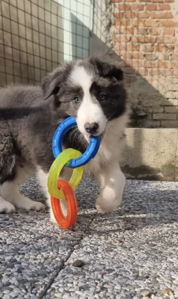 Border collie cucciolo blu (grigio scuro) 
