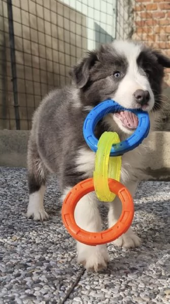 Border collie cucciolo blu (grigio scuro)  | Foto 2