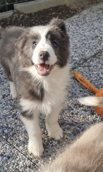 Border collie cucciolo blu (grigio scuro)  | Foto 1