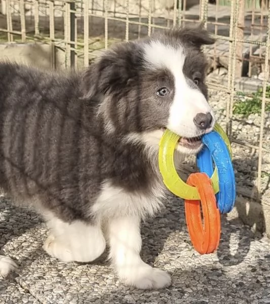 Border collie cucciolo blu (grigio scuro)  | Foto 0