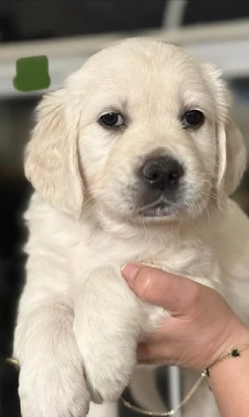 Cuccioli di golden retriever Bianchi
