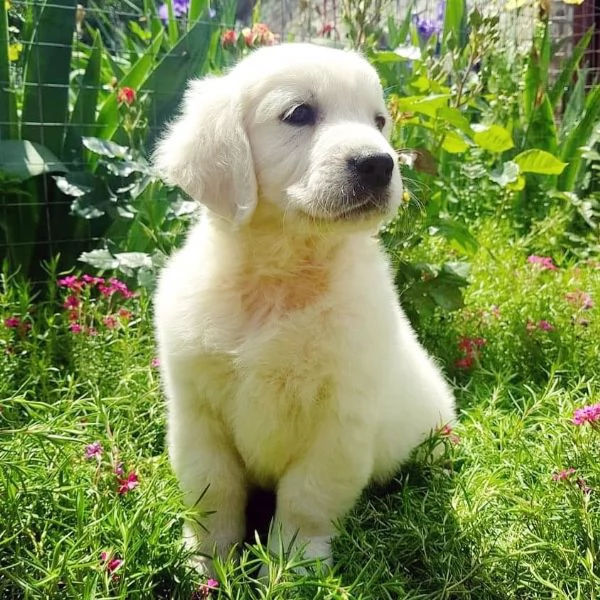 Meravigliosi cuccioli Golden Retriever | Foto 0