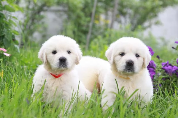 Cuccioli maschi di Golden Retriever