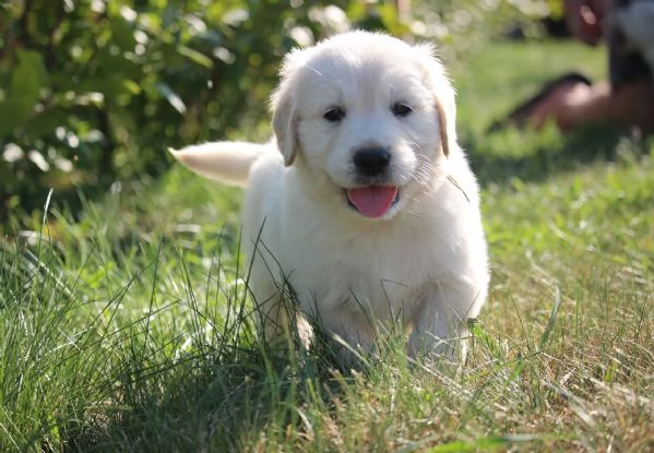 Cucciole golden retriever | Foto 0