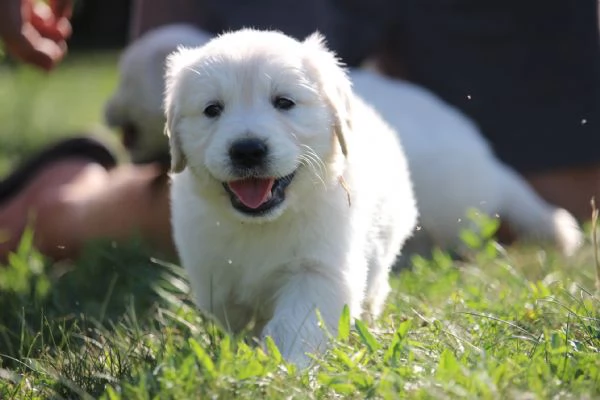Cucciole golden retriever