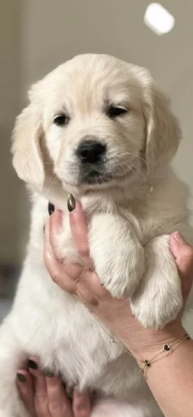 Cuccioli Golden Retriever | Foto 0