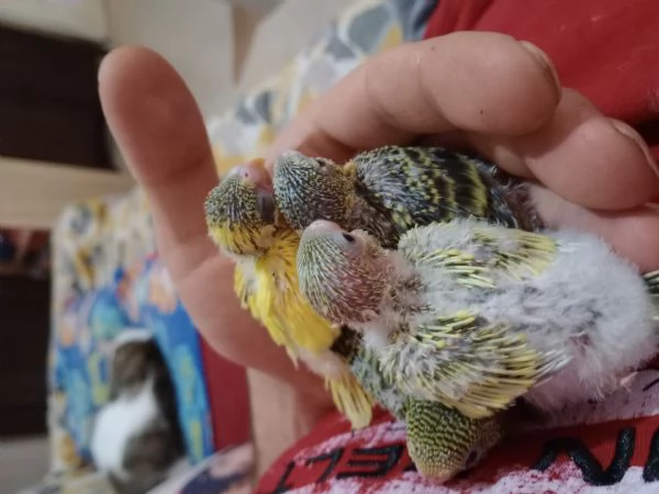 Inseparabile e Cocoriti allevati a mano