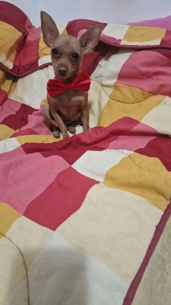 Pincher Toy Nano | Foto 1