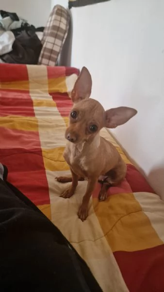 Pincher Toy Nano | Foto 0