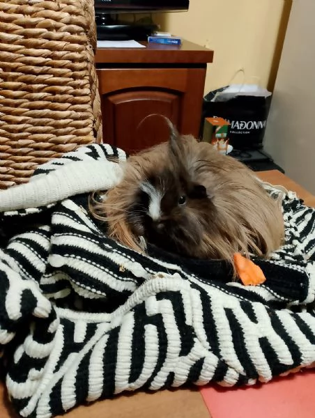 Regalo cavia a pelo lungo