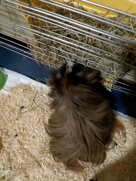 Regalo cavia a pelo lungo | Foto 1