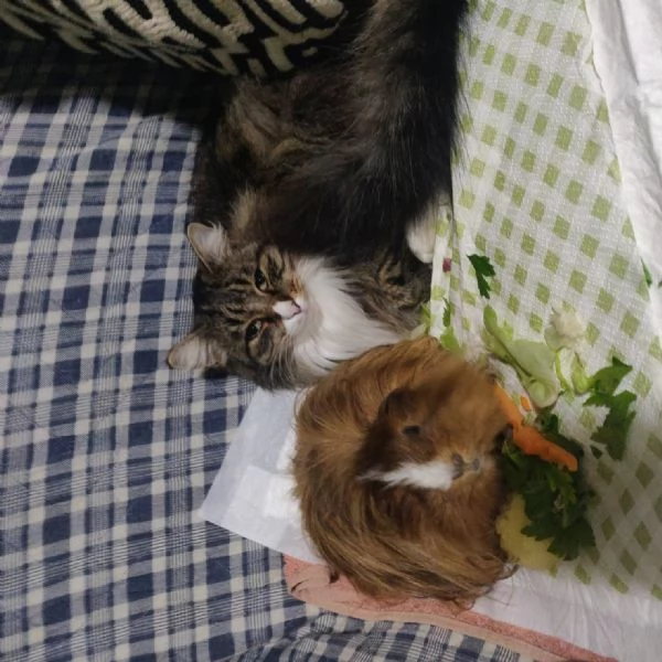 Regalo cavia a pelo lungo | Foto 0