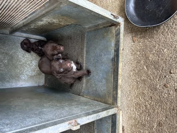 Cuccioli di drahthaar | Foto 0