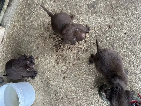 Cuccioli di drahthaar