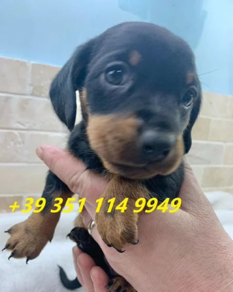 regala cuccioli di bassotto maschi e femmine | Foto 1