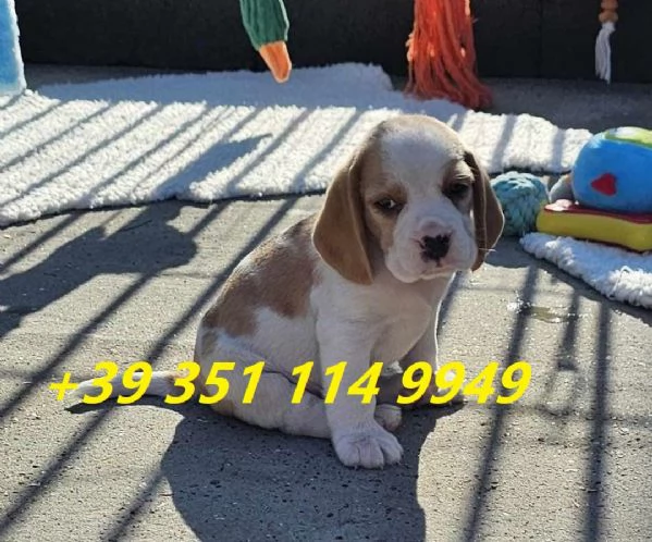 regala cuccioli di beagle maschi e femmine | Foto 1