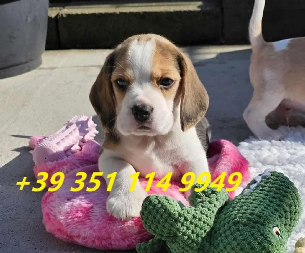 regala cuccioli di beagle maschi e femmine | Foto 0