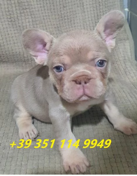 regalo cuccioli di bulldog francese maschi e femmine | Foto 2