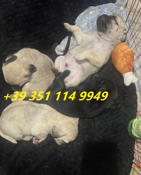 regalo cuccioli di Carlino maschi e femmine | Foto 0