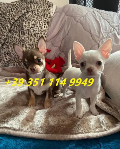 regalo cuccioli di chihuahua maschi e femmine | Foto 1