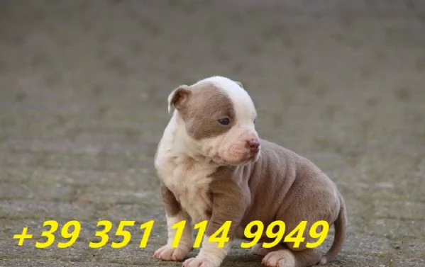 regalo cuccioli di pitbull maschi e femmine | Foto 0