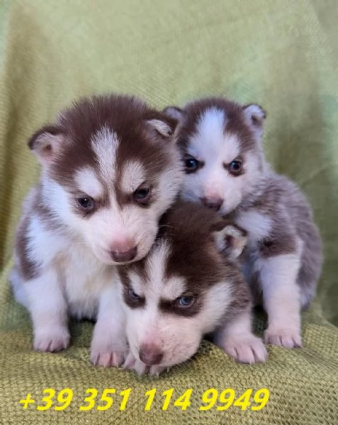 regalo cuccioli di Husky maschi e femmine | Foto 1