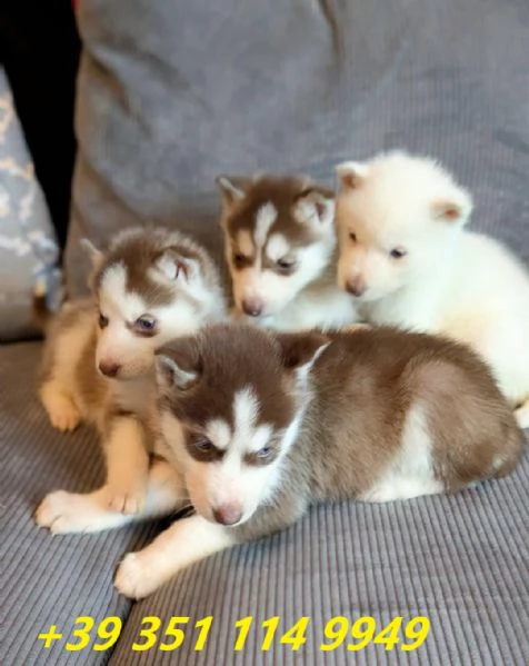 regalo cuccioli di Husky maschi e femmine