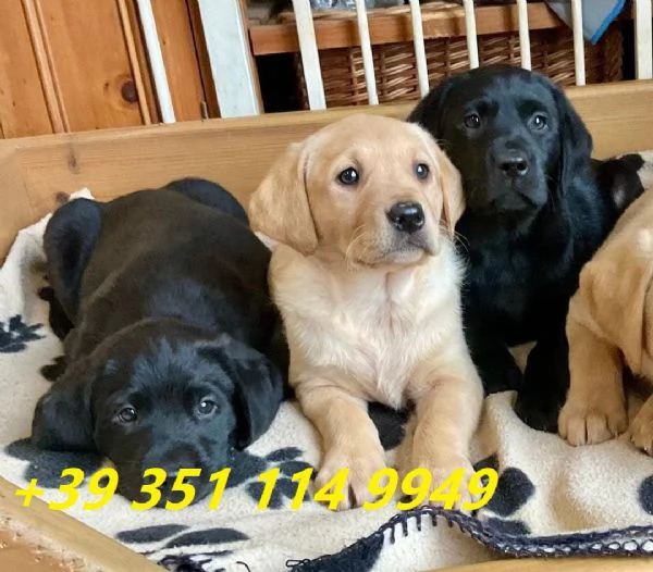 regalo cuccioli di Labrador maschi e femmine | Foto 2