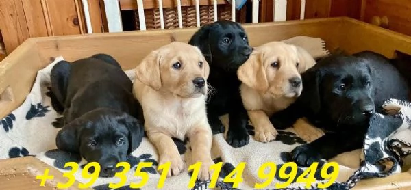 regalo cuccioli di Labrador maschi e femmine | Foto 1