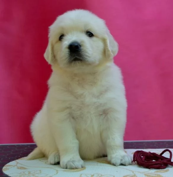 Cuccioli di golden retriever Bianchi