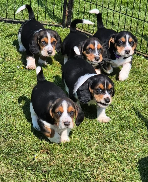 CUCCIOLI DI Bassethound ALLEVATI CON AMORE per adozione