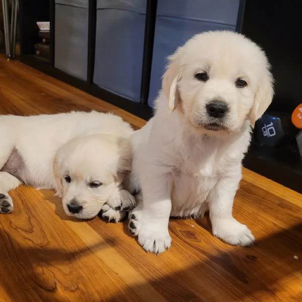 CUCCIOLI DI GOLDEN RETRIEVER