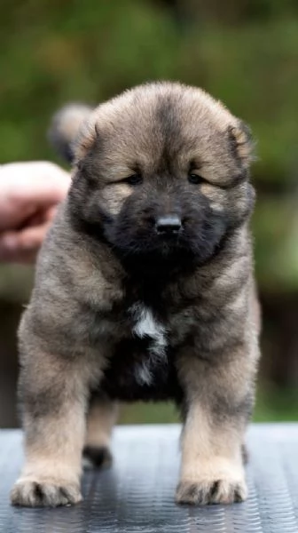 Cane Pastore del Caucaso – bellissimi cuccioli | Foto 6