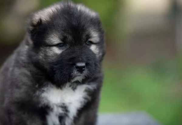 Cane Pastore del Caucaso – bellissimi cuccioli | Foto 4