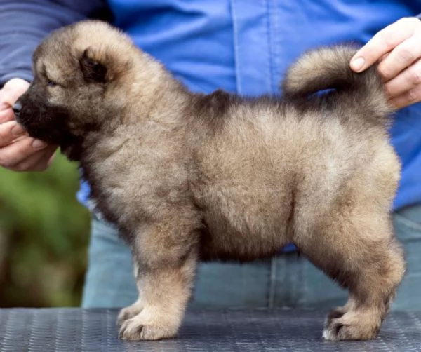Cane Pastore del Caucaso – bellissimi cuccioli | Foto 3