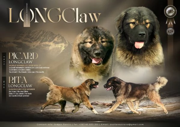 Cane Pastore del Caucaso – bellissimi cuccioli