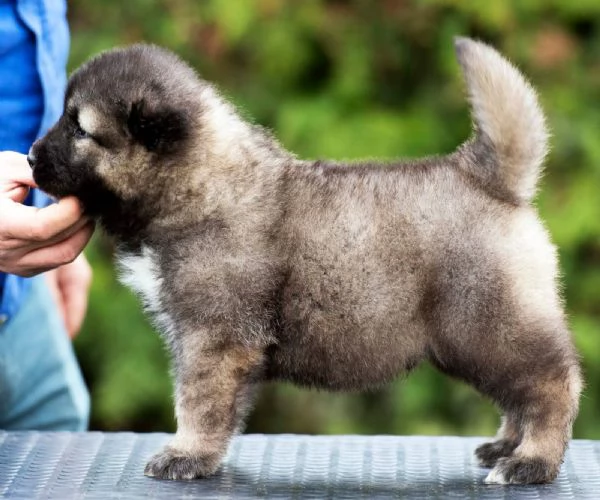 Cane Pastore del Caucaso – bellissimi cuccioli | Foto 2