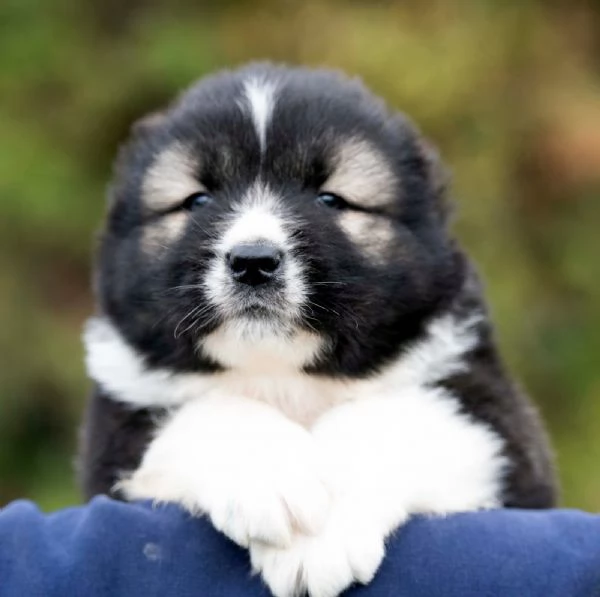 Cane Pastore del Caucaso – bellissimi cuccioli | Foto 1