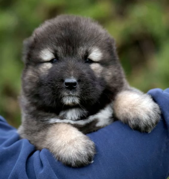 Cane Pastore del Caucaso – bellissimi cuccioli | Foto 0