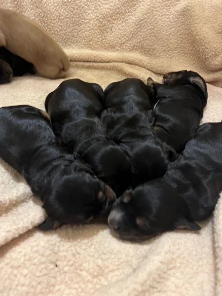 Coker spaniel inglese 