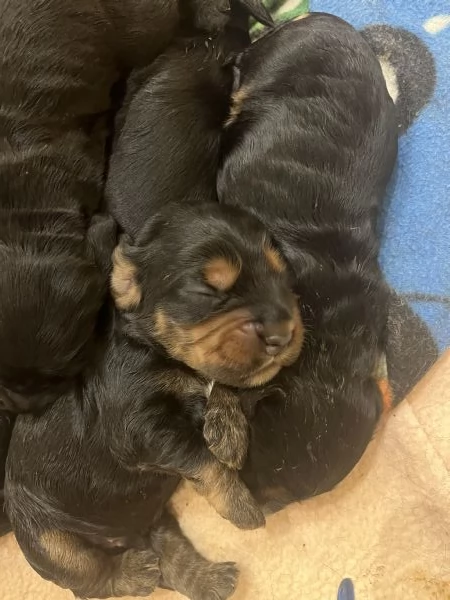 Coker spaniel inglese  | Foto 2